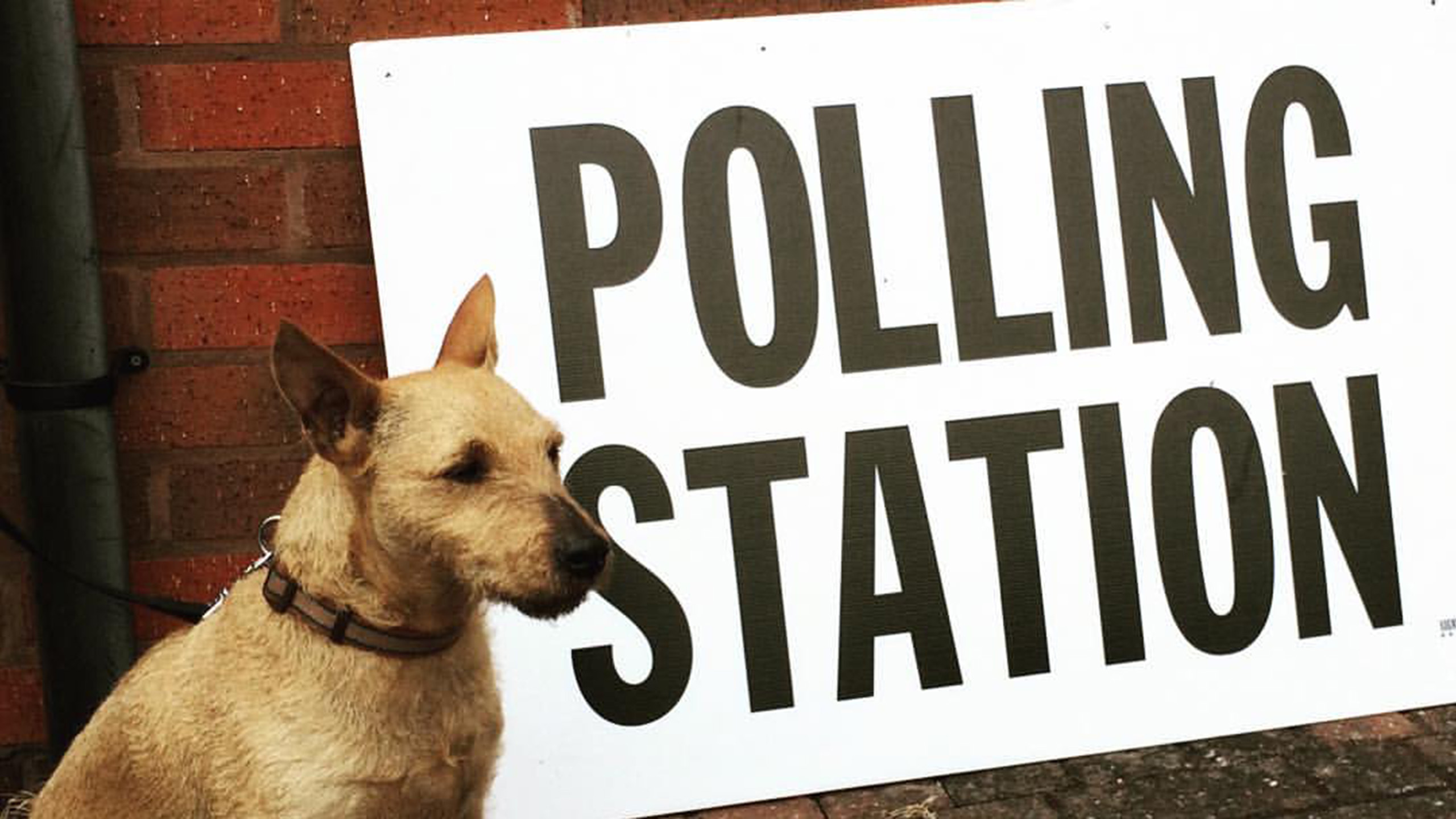 Via Attribution 2.0 Generic (CC BY 2.0) / https://creativecommons.org/licenses/by/2.0/ - https://en.wikipedia.org/wiki/File:Pip_the_dog_at_a_polling_station.jpg#/media/File:Pip_the_dog_at_a_polling_station.jpg
